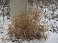 grass in snow.jpg